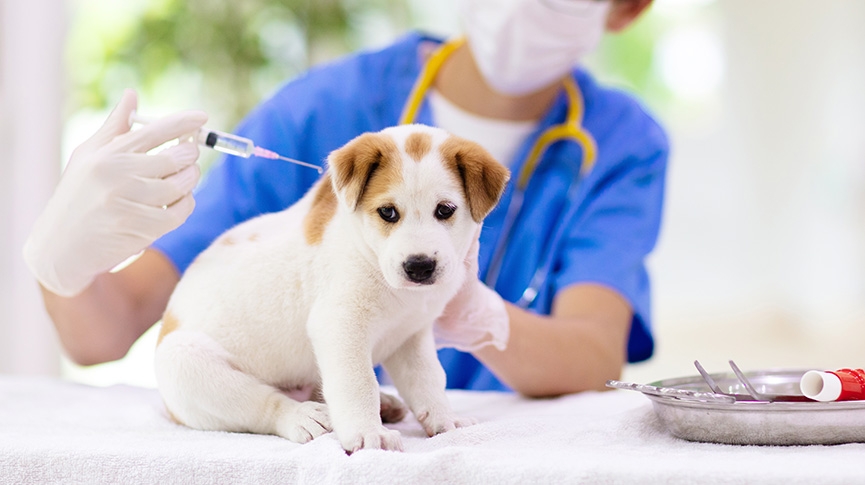 養狗新手指南-10款必備狗用品-幾時打瘋狗針-新手養狗注意事項